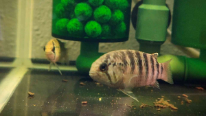 Ivanacara Adoketa (WIld) | Live animal