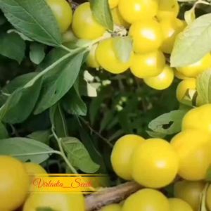 [Virladia Seeds] Biji Benih tanaman Buah Cherry Kuning