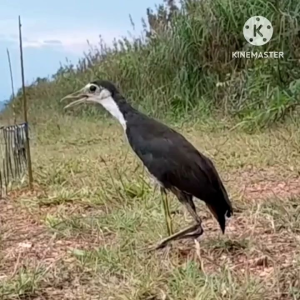 เครื่องหมวกหุ่นนกกวัก ครืนเเขวน41 บ่วง แบบหมุนได้ เอ็นขนาด 100 ปอน ห่วงทองเหลือง พร้อมรังเก็บ