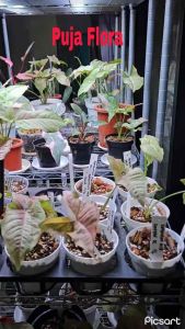 ( BISA COD ) Tanaman 4 Paket Syngonium - Syngonium Pink - Wedlandi - Variegata - Marbel Variegata
