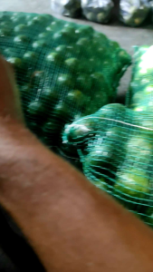 jeruk peras jeruk jawa