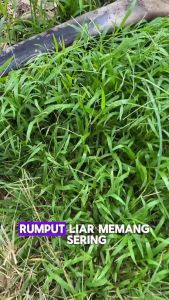 Spray Pembasmi Rumput Liar | Rumput Gulma | Rumput Ilalang | 7 Kali Lebih Efektip Basmi Rumput Sampai Ke Akar | Rumah Dan Halaman Rumahmu Bebas Dari Rumput Liar | Isi 250ml