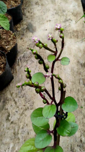 Red Binahong (Anredera cordifolia) -  - Pokok Binahong Merah - रेड बिनाहॉन्ग Red Binahong – The Potent Healing Vine Herbal Powerhouse Wound & Wellness Remedy Fast Growing Tropical Medicinal Plant LIVE