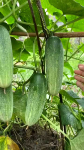 Benih Timun Lalap 100 Biji: Panduan Lengkap