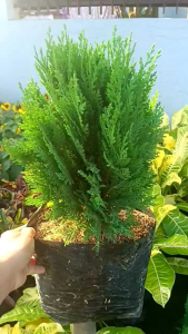 CONIFERN CYPRESS