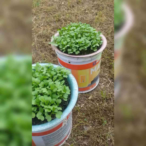 BENIH SAYURAN CAKCOY ( KEMASAN ORIGINAL )