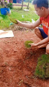 rumput jepang atau rumput peking 2 meter x 1 meter