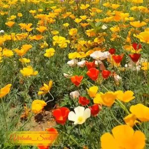 [Virladia Seeds] 150 Biji Benih Bunga California Poppy Iceland