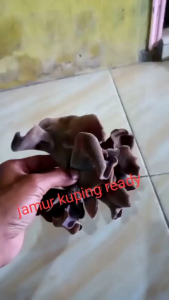 jamur kuping kering hasil panen dari petani langsung