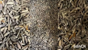 Benih ketan hitam perkantong 250 gram-az