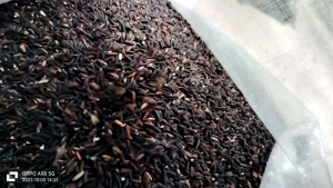 ข้าวเหนียวดำใหม่ขัดอ่อนนุ่ม🌾🌾ตราเด็กหัวจุก