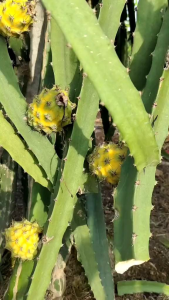 Bibit Buah Naga Kuning Jumbo Palora Ecuador Unggulan Super Yellow 1-5 Batang Siap Tanam