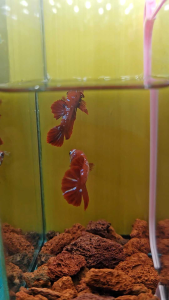 RGBG ( SUPER HIGH GRADE ) BETTA FISH / CAN CHOOSE / IKAN LAGA