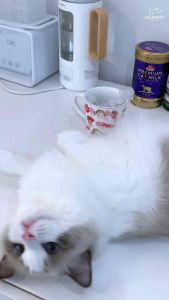 [พร้อมส่ง❗️] TAA brush set ชุดหวีเริ่มต้น คุณภาพดี หวีแล้วขนไม่ขาด เงาสวย แนะนำ🐱 | แมวหิว