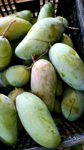 Mangga kiojay 2kg