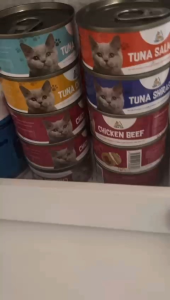 Toracat Essential Health Bundle: 24 Cans Mixed Flavors Wet Cat Food for All Ages 80g Each - Rich in Omega-6 No Preservatives No Pork