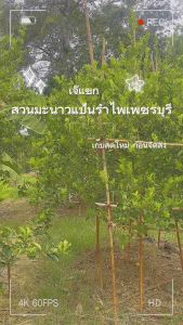 มะนาวแป้นรำไพเพชรบุรี เปลือกบาง น้ำดี เบอร์400 (ขนาดกลาง)ครึ่งกก./1กก.เก็บสดใหม่ก่อนจัดส่ง (เส้นผ่านศูนย์กลางประมาณ 3.5-4 ซม.)