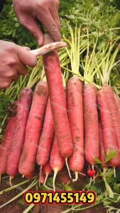 เมล็ดแครอทแดงยาว แครอท 5 นิ้วเมล็ดแท้ Red Carrot บรรจุ : 500 เมล็ด