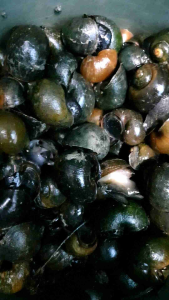 1 kg Fresh Siput Gondang (Hidup) Penawar Buasir & Memulihkan tenaga batin