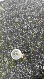 carophyll blue pigment 30ml progres mutasi warna ikan channa blue pulchra BASIC FEED caropil warna