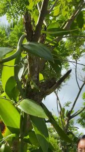 Vanilla Plant ( 80cm) Per cut