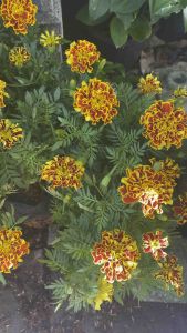 ต้นดาวเรืองฝรั่งเศส ติดดอกสวยๆจัดส่งแบบถุงชำค่ะ