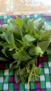 DAUN SINTRONG SEGAR langsung petik jika ada order bersih sehat hasil sortir.
