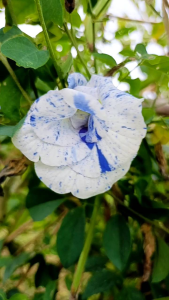 เมล็ดพันธุ์อัญชันด่างสเปียร์มิ้น 10 เมล็ด