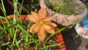 G.หัวดอกบัวดิน Orange Spy หัวละ 50 บาท