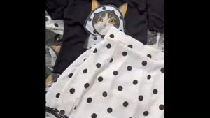 ชุดเซตน้องแมว😻 ชุดเซต 2 ชิ้น เสื้อยืดลายน้องแมว+กระโปรงลายจุด น่ารักๆ🧸💝