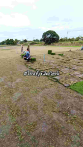 หญ้าสนามจริง 10 แผ่น (5ตารางเมตร) หญ้าจัดสวน หญ้านวลน้อย หญ้าญี่ปุ่น หญ้าพาสพาลัม หญ้ามาเลเซีย ขนาด ต่อแผ่น50x100ซม.