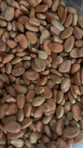 Biji cokelat / kakao bean / biji coklat kering