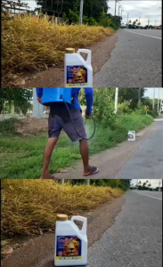 กลูโฟซิเนตแอมโมเนียม(โซนสิงห์)ยกลังใช้กำจัดวัชพืชปราบยาก วัชพืชใบแคบ วัชพืชใบกว้าง ห้ามฉีดเกาะยอด
