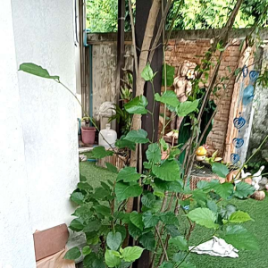 ใบหม่อนออแกนิก เก็บสดตามออเดอร์