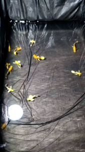 （孔雀鱼）全金缎带 1对 (Guppy) all gold ribbon 1 pair