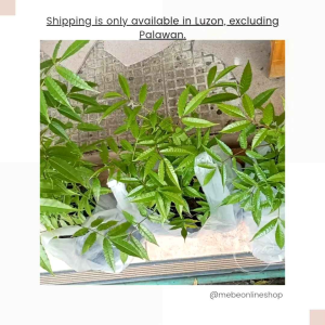 Libas/Hog Plum/Santol/Kamias Seeds and Seedlings (Luzon only)