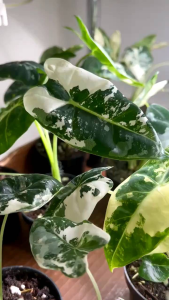 Alocasia Frydek Highly Variegatedต้นลูกเกิดจากไข่เพาะชำลายด่างกระจายสวยไม้เเรร์ไอเทมน่าสะสม