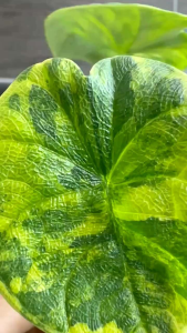 Alocasia Melo Aureaลุ้นด่างเหลืองขายแบบไข่เพาะชำส่งชำในถ้วยอบอย่างดี