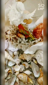 Natural decor Real Sea Shell