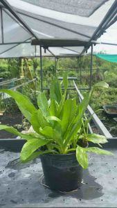 ต้นผักชีฝรั่ง พร้อมทาน 💥(โปรโมชั่นซืัอ 3 แถม 1กระถาง) ในกระถาง 4 นิ้ว #หอมป้อมเป้อ #ผักชีดอย#ผักชีใบเลื่อย#ผักหอมเป#มะและเด๊าะ#Culantro#Saw-leaf Herb #Thorny Coriander 4 inch pot (ready to eat )