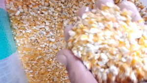 jagung giling pakan ternak .pakan merpati.paket 5kg