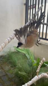 Promo Pulut Super Lengket dari Bendo Asli yang Siap Pakai Sudah Dicampur Tinggal Pakai