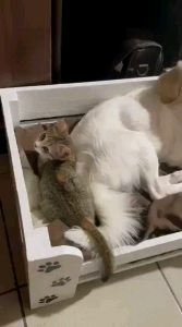 WOODEN DOG/CAT BED