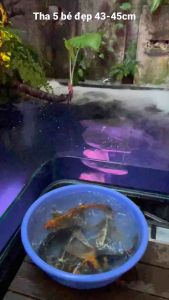 Máy tạo khói công xuất lớn 4-6-10-12 mắt công nghiệp