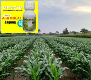 Fungisida obat anti jamur Bulai Metazym 250 ml