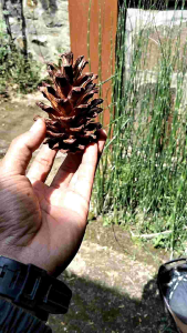 BOS COLLECTION -TERLARIS - 20 biji bunga buah pinus kering kualitas super -bunga ini sangat cocok dijadikan aksesoris tambahan untuk pempercantik simbolis seserahan pernikahan untuk memper cantik buket maskawin parsel  dekorasi rumah dan aksesoris
