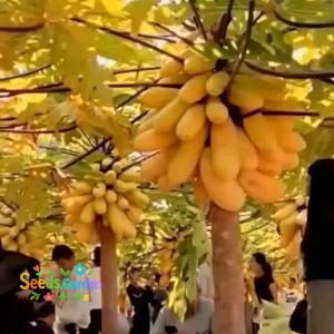 10 BUTIR BIJI/BENIH TANAMAN PEPAYA GOLDEN | PEPAYA GADING