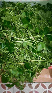 Antanan Alami & Organik: Manfaat, Cara Penggunaan, & Tips