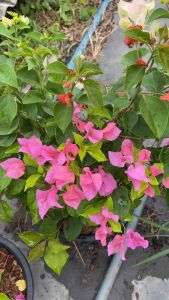 เฟื่องฟ้าแฟนซี 2สี ในหนึ่งกระถาง ขนาดกระถาง 11นิ้ว (ควรสั่ง 2กระถาง/1ออเดอร์) ความสูง 30-40cm ออกดอกทั้งปี ทนแดด ปลูกกลางแจ้ง (ดอกเยอะ ดอกน้อย ขึ้นอยู่กับแต่ละล็อต) Bougainvillea