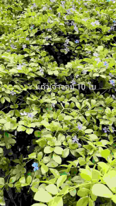 ต้นแก้วเจ้าจอม 10 ใบ ต้นกิ่งตอน